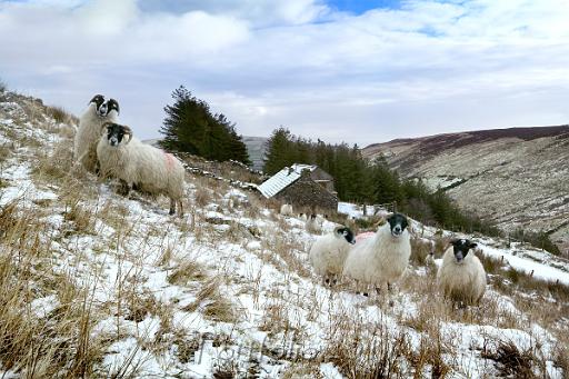 glenaan sheep 2849.jpg
